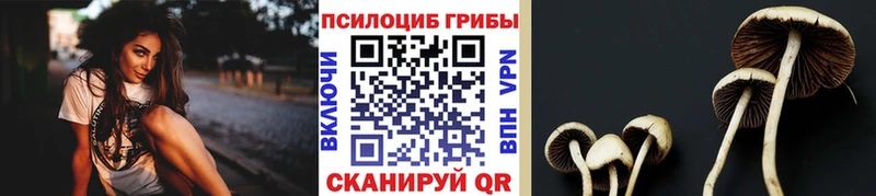 купить наркотики сайты  Новоржев  Псилоцибиновые грибы Psilocybe 